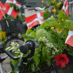 Dannebrog I Cykelkurv Og Bøgegrene